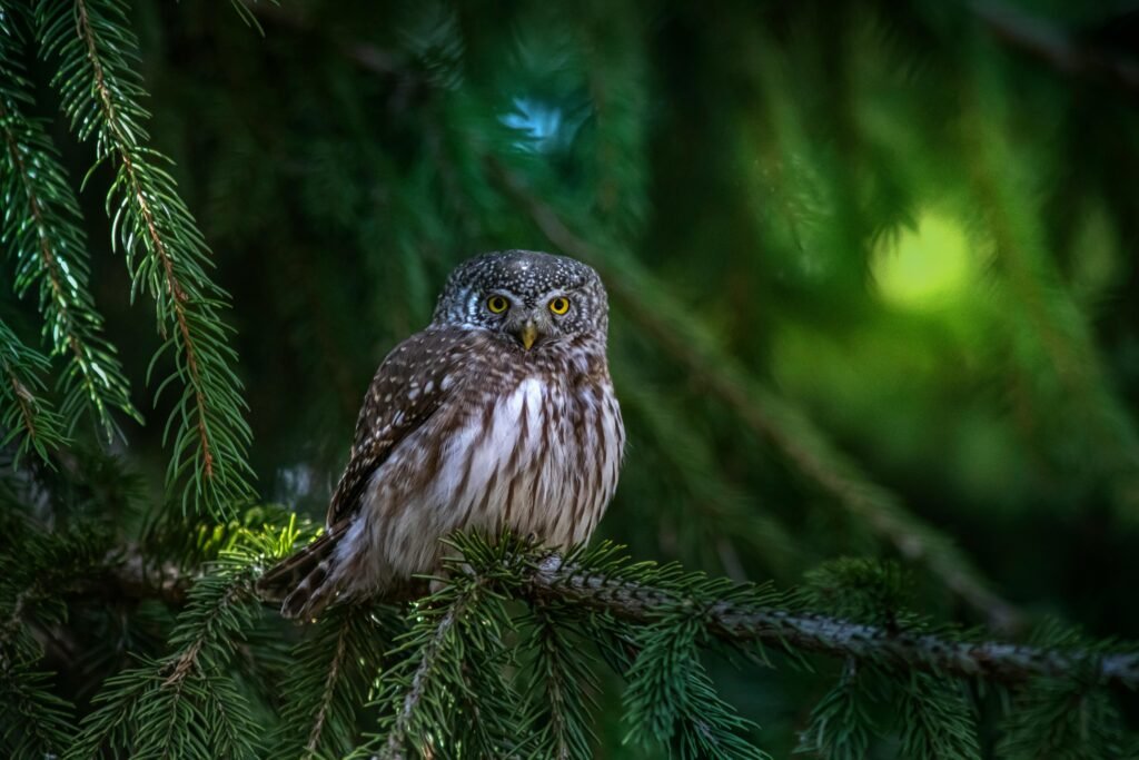 Best places to see wildlife in Washington State