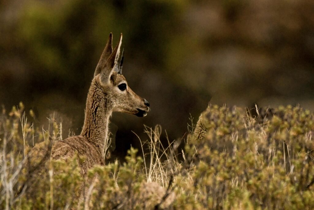 Best places to see wildlife in Washington State