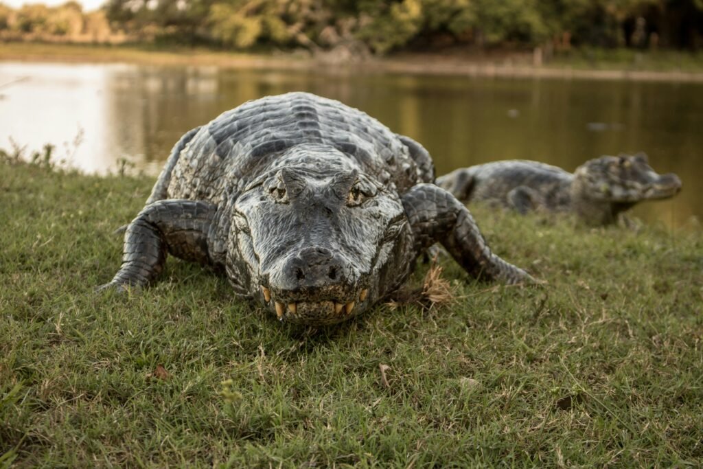 10 Safe Alligator Viewing Spots: A Local's Gator Guide
