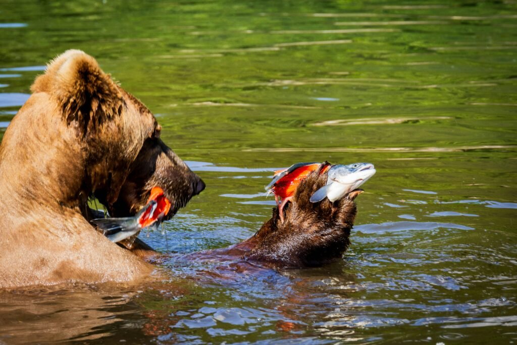 Best places to see wildlife in Washington State