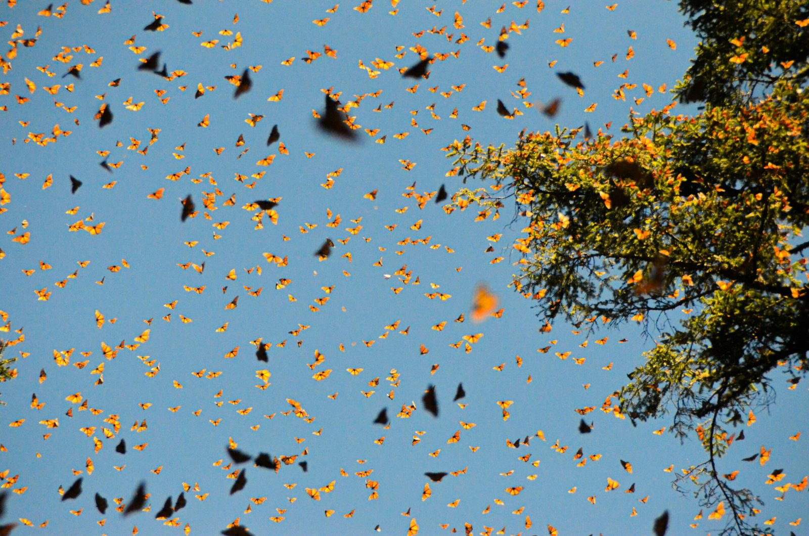 Where to Witness the Monarch Butterfly Migration in America
