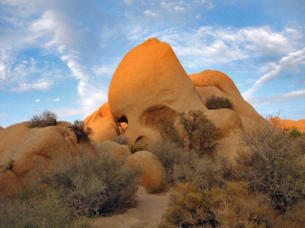 Desert Flora and Stargazing in Joshua Tree