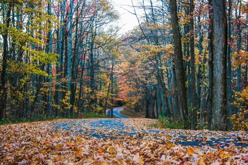 Best winter drives in NC