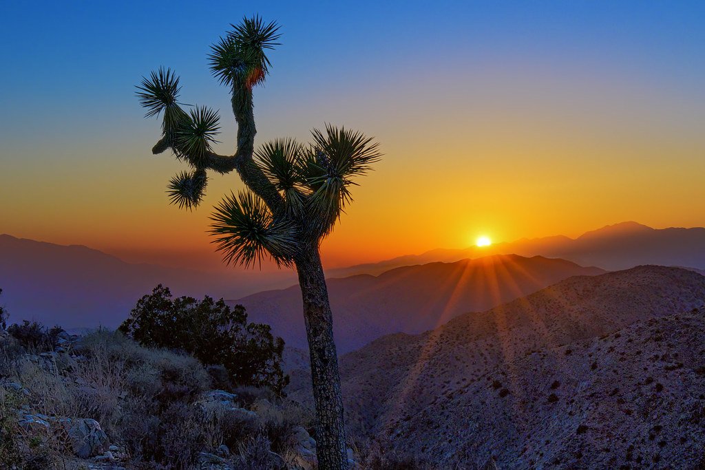Desert Flora and Stargazing in Joshua Tree