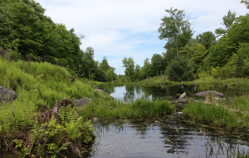 Beaver Pond Canoeing in Adirondacks