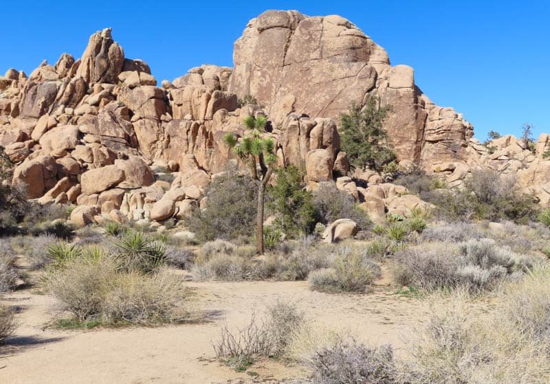 Desert Flora and Stargazing in Joshua Tree