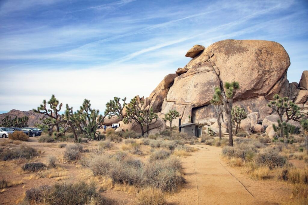 Desert Flora and Stargazing in Joshua Tree