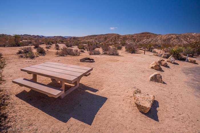Desert Flora and Stargazing in Joshua Tree
